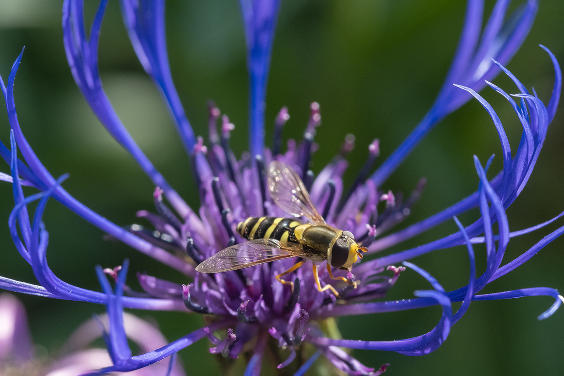 narrow margined flower fly  Black-margined Flower Fly,Canada,Geotagged,Summer,Syrphus opinator