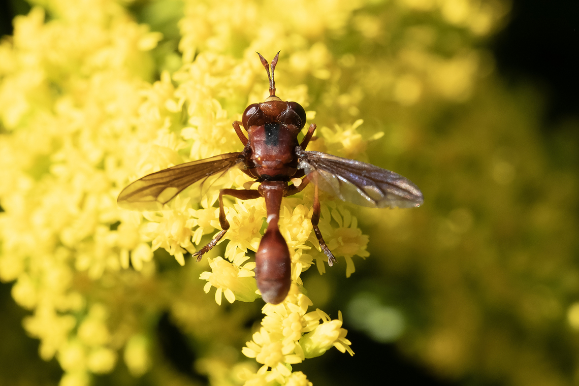 thick headed fly  Canada,Geotagged,Physocephala burgessi,Summer