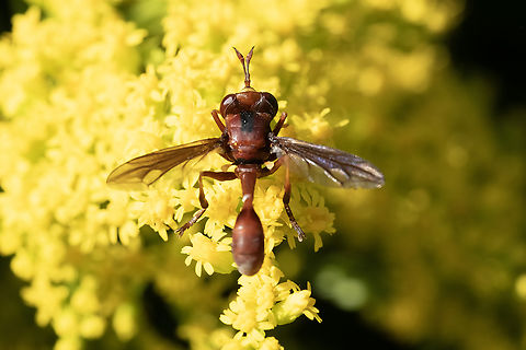 thick headed fly  Canada,Geotagged,Physocephala burgessi,Summer