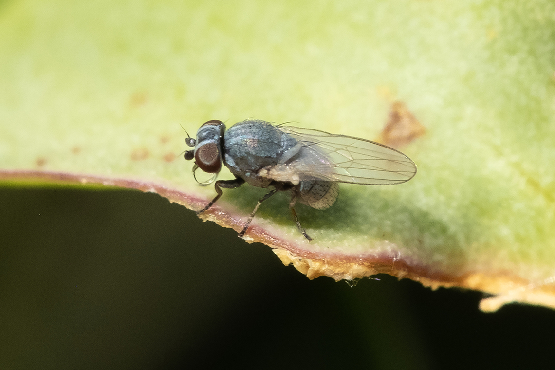 tiny blue aphid fly - Leucopis sp. observed adults to be either eating directly or milking aphids. Canada,Geotagged,Summer