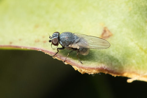 tiny blue aphid fly - Leucopis sp. observed adults to be either eating directly or milking aphids. Canada,Geotagged,Summer