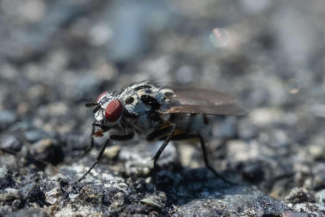 Anthomyia procellaris  Anthomyia procellaris,Canada,Geotagged,Summer