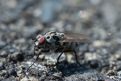 Anthomyia procellaris  Anthomyia procellaris,Canada,Geotagged,Summer