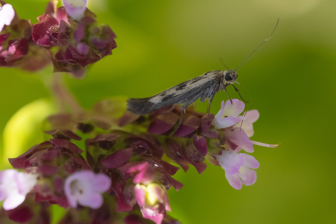 goosefoot owlet moth introduced from Europe Geotagged,Scythris limbella,Summer,United States