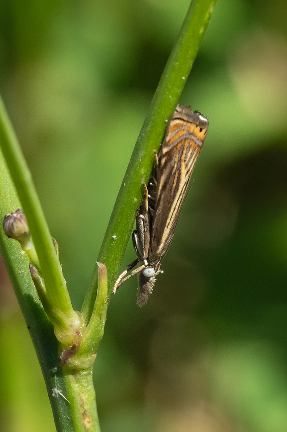 Topiary Grass-Veneer  Chrysoteuchia topiarius,Geotagged,Summer,Topiary Grass-Veneer,United States