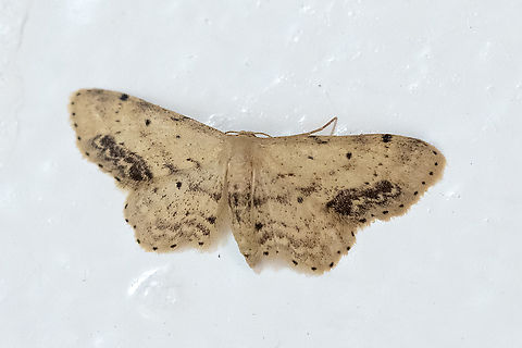 single-dotted wave  Geotagged,Idaea dimidiata,Single-dotted wave,Summer,United States