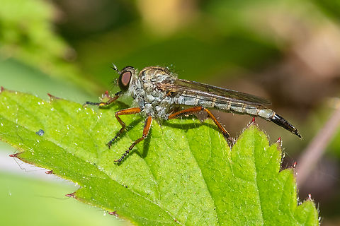 Robber fly Possible Neomochtherus sp.  Geotagged,Summer,United States