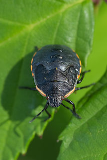 Chlorochroa sp. stink bug nymph  Geotagged,Summer,United States