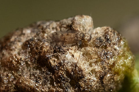 well camoflauged bark louse possible Ectopsocus sp.  Geotagged,Summer,United States