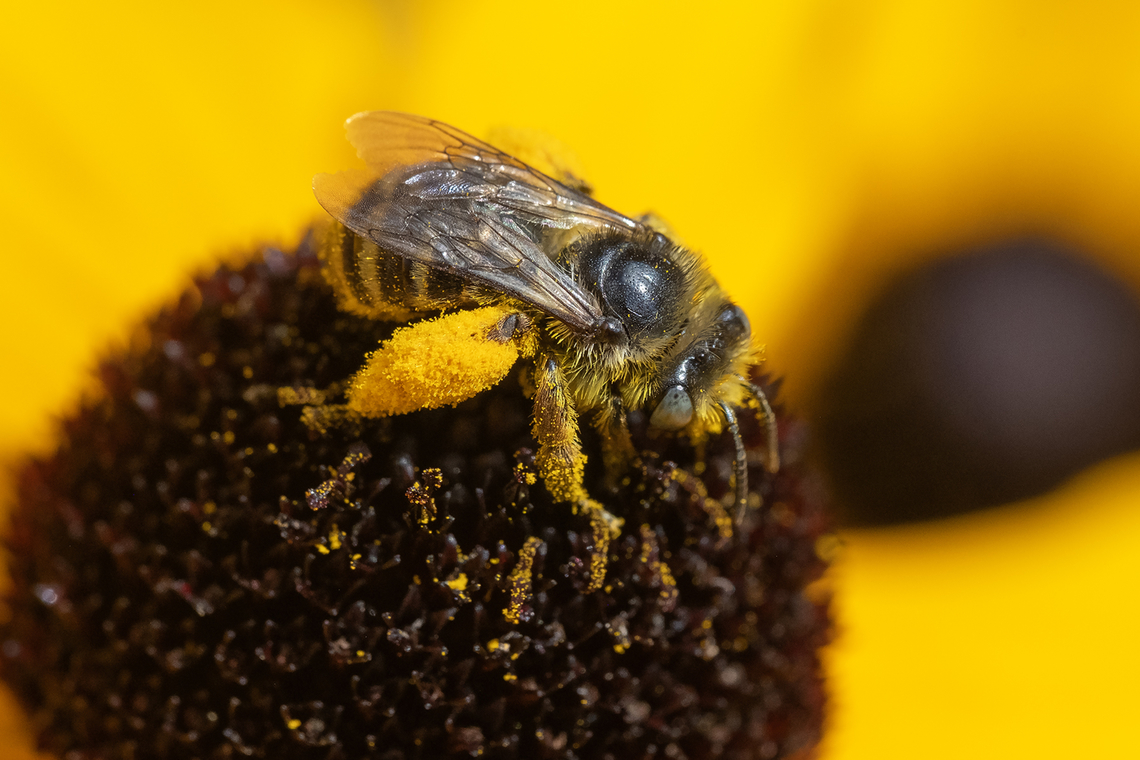 likely Melissodes sp. bee  Geotagged,Summer,United States