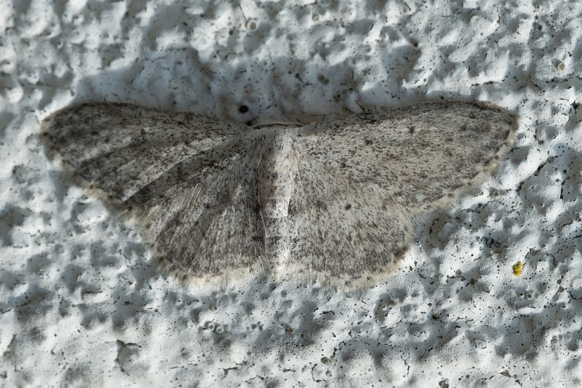 small dusty wave  Geotagged,Idaea seriata,Small dusty wave,Summer,United States
