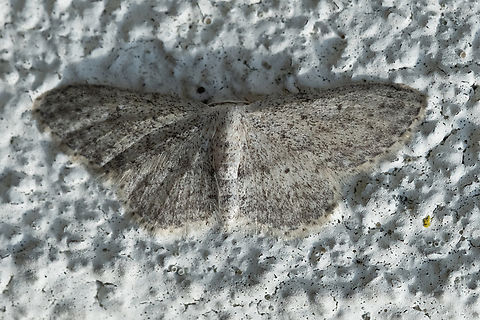 small dusty wave  Geotagged,Idaea seriata,Small dusty wave,Summer,United States