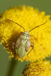 western tarnished plant bug nymph 5th instar  Geotagged,Lygus lineolaris,Summer,Tarnished plant bug,United States