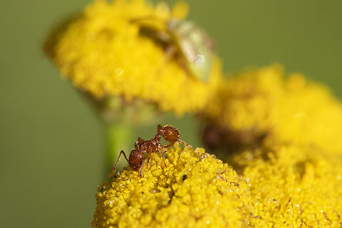 possible harvester ant looking for a species that occurs west of the Cascades Geotagged,Summer,United States