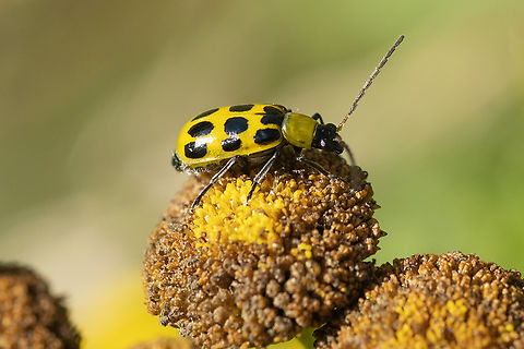 spotted cucumber beetle  Diabrotica undecimpunctata,Geotagged,Spotted cucumber beetle,Summer,United States