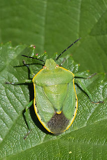 Chlorochroa rossiana  Chlorochroa rossiana,Geotagged,Summer,United States