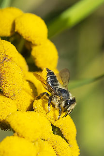 Megachile sp. leafcutter bee  Geotagged,Summer,United States