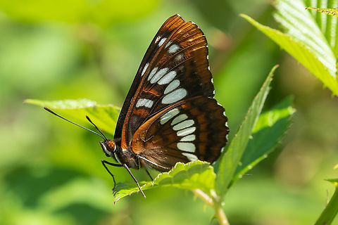 Lorquin's Admiral  Geotagged,Limenitis lorquini,Lorquins admiral,Summer,United States