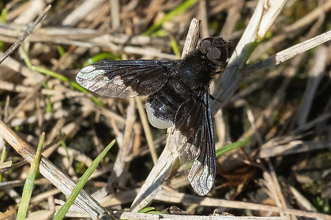 black and white bee fly  Anthrax analis,Geotagged,Summer,United States