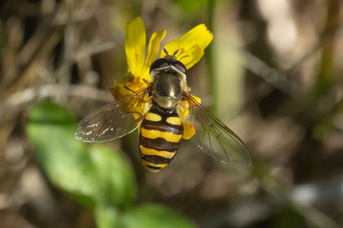 Syrphid flower fly would need a side view to get further in ID&#039;ing Geotagged,Summer,United States