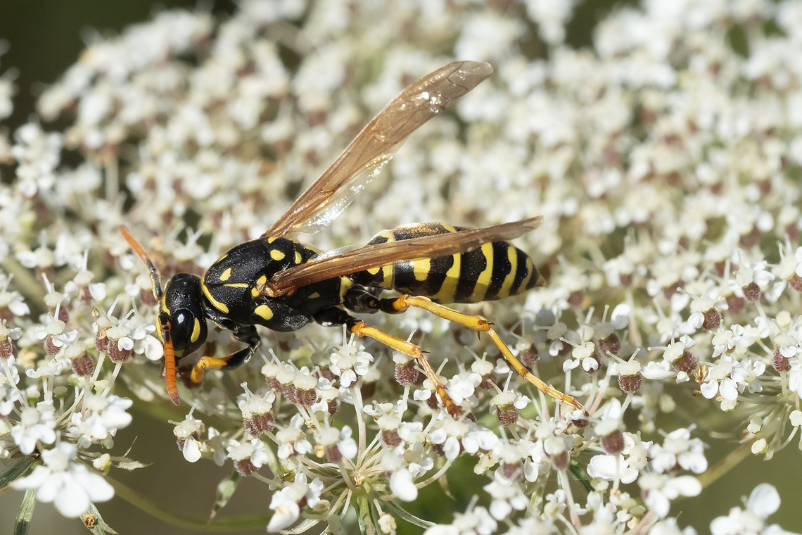European paper wasp  European paper wasp,Geotagged,Polistes dominula,Summer,United States