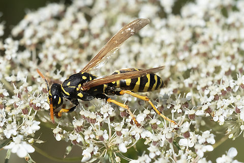 European paper wasp  European paper wasp,Geotagged,Polistes dominula,Summer,United States