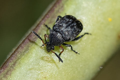 Spanish bean beetle invasive to North America, likes sweet pea Bruchus affinis,Geotagged,Spanish bean beetle,Summer,United States