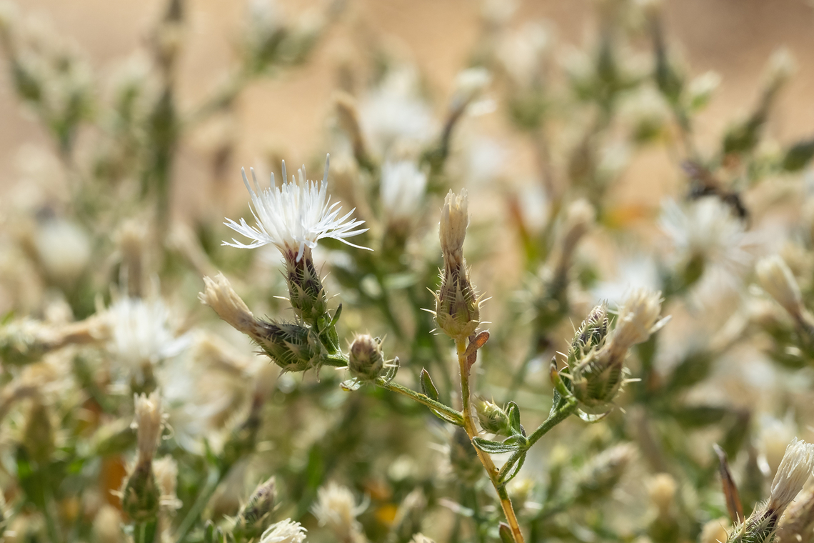diffuse knapweed invasive - noxious weed... the pollinators, however, quite loved it.  Centaurea diffusa,Geotagged,Summer,United States