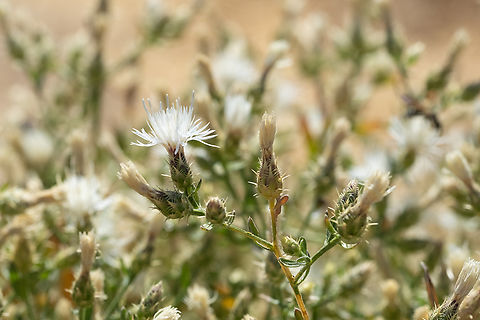Diffuse Knapweed