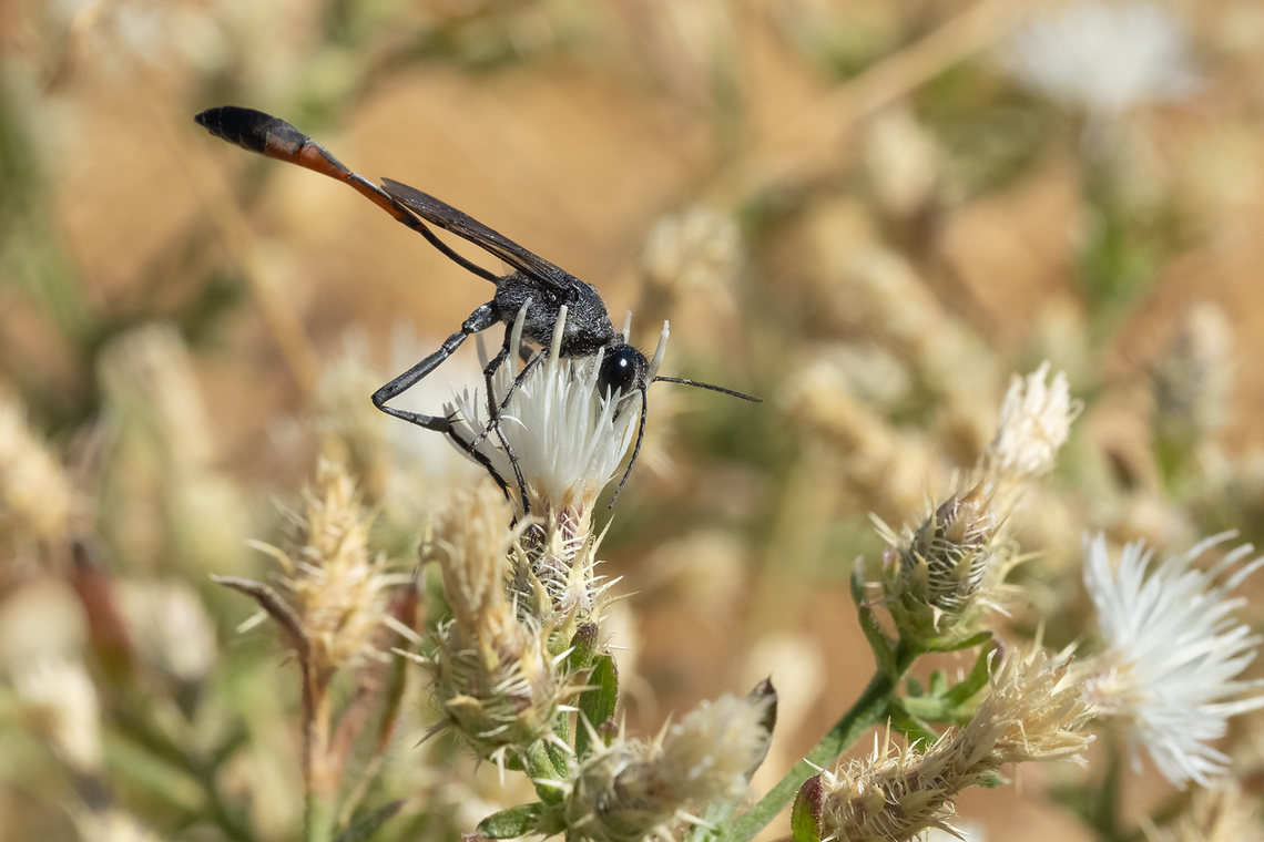 Thread-waisted Sand Wasp, Ammophila sp.  Geotagged,Summer,United States