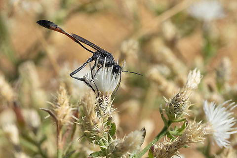 Thread-waisted Sand Wasp, Ammophila sp.  Geotagged,Summer,United States