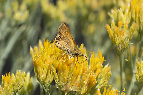 Woodland skipper  Geotagged,Ochlodes sylvanoides,Summer,United States,Woodland Skipper