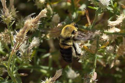 Brown-belted bumblebee very large and very fast Bombus griseocollis,Brown-belted Bumble Bee,Geotagged,Summer,United States