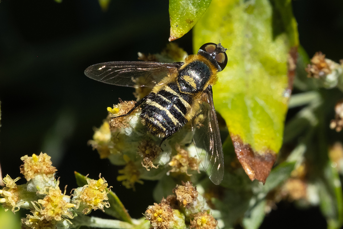 Villa lateralis the name of this may be subject to change... the genus Villa appears to be somewhat in flux. Geotagged,Summer,United States,Villa lateralis