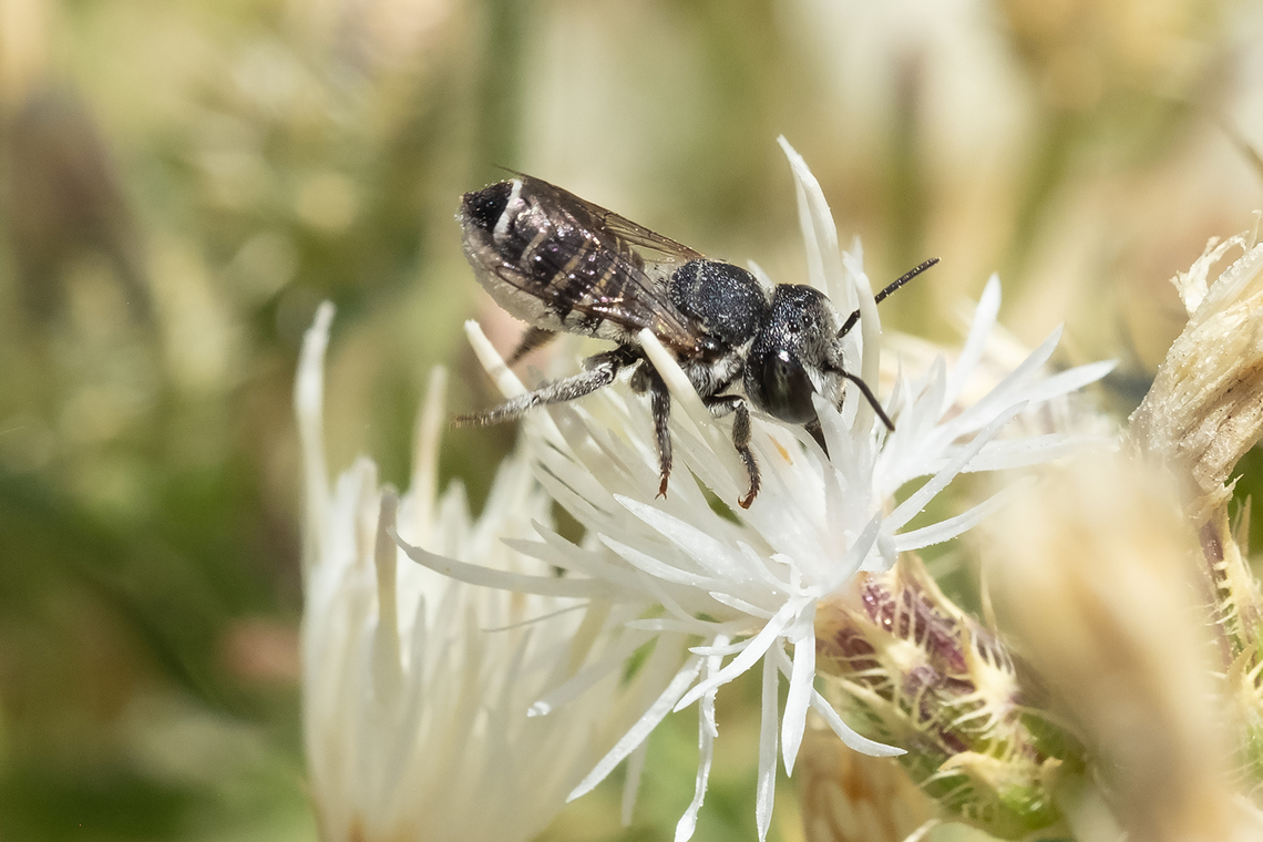 Small, large headed black bee resin bee or leaf cutter bee? Geotagged,Summer,United States