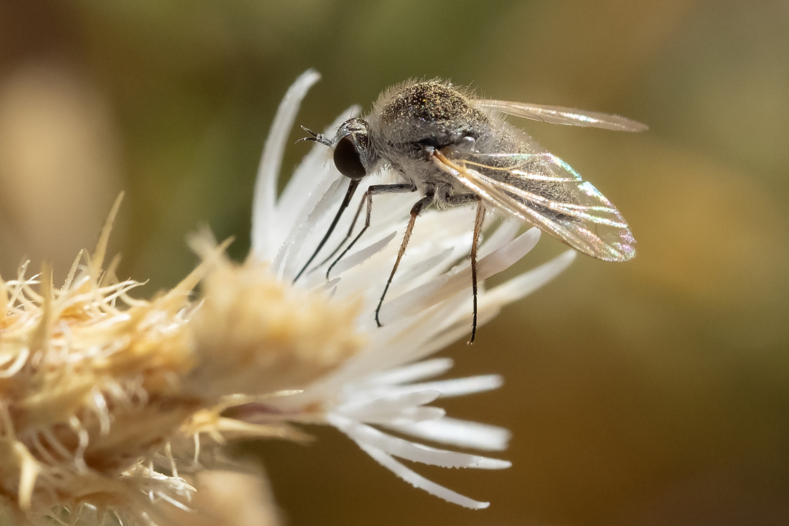 bee fly - Geron sp. per bugguide species present in North America still TBD....  Geotagged,Summer,United States