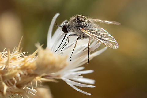 bee fly - Geron sp. per bugguide species present in North America still TBD....  Geotagged,Summer,United States