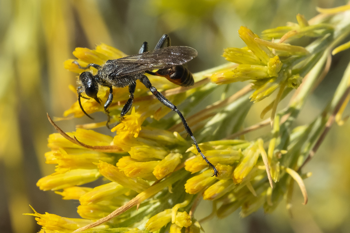 Mexican grass carrying wasp  Geotagged,Grass-carrying Wasp,Isodontia mexicana,Summer,United States