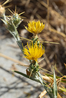 golden star-thistle invasive Centaurea solstitialis,Geotagged,Summer,United States,Yellow star-thistle