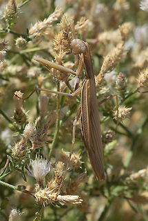 praying mantis locally plentiful, imported European Mantis,Geotagged,Mantis religiosa,Summer,United States