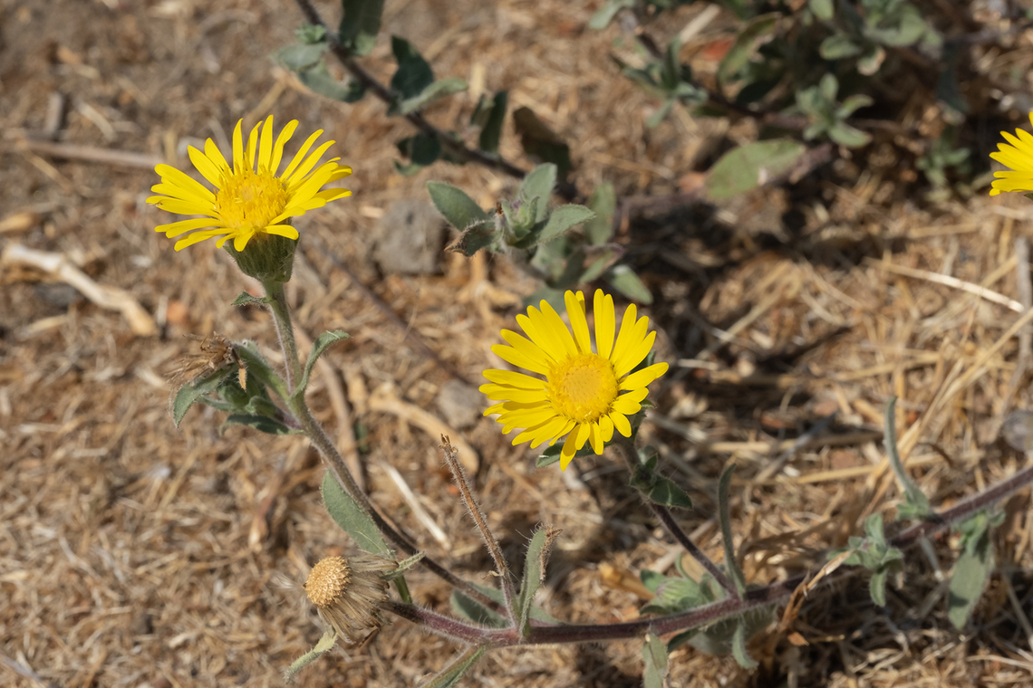 hairy false golden aster  Geotagged,Summer,United States,hairy false golden aster,heterotheca villosa