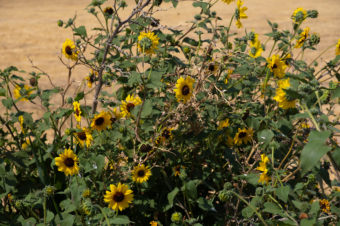 wild common sunflower  Common Sunflower,Geotagged,Helianthus annuus,Summer,United States