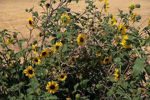 wild common sunflower  Common Sunflower,Geotagged,Helianthus annuus,Summer,United States