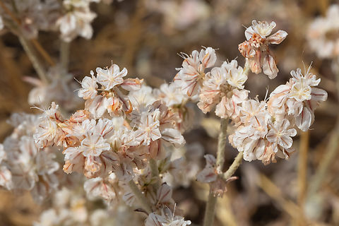 snow buckwheat  Eriogonum niveum,Geotagged,Summer,United States