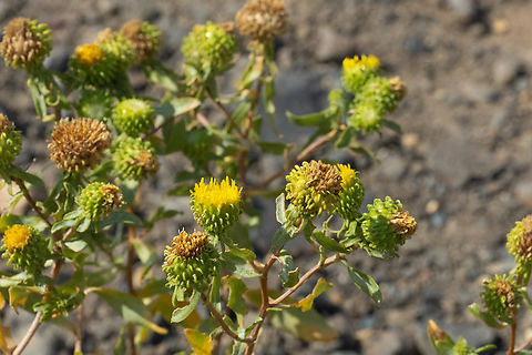 rayless gumweed  Geotagged,Grindelia nana,Summer,United States