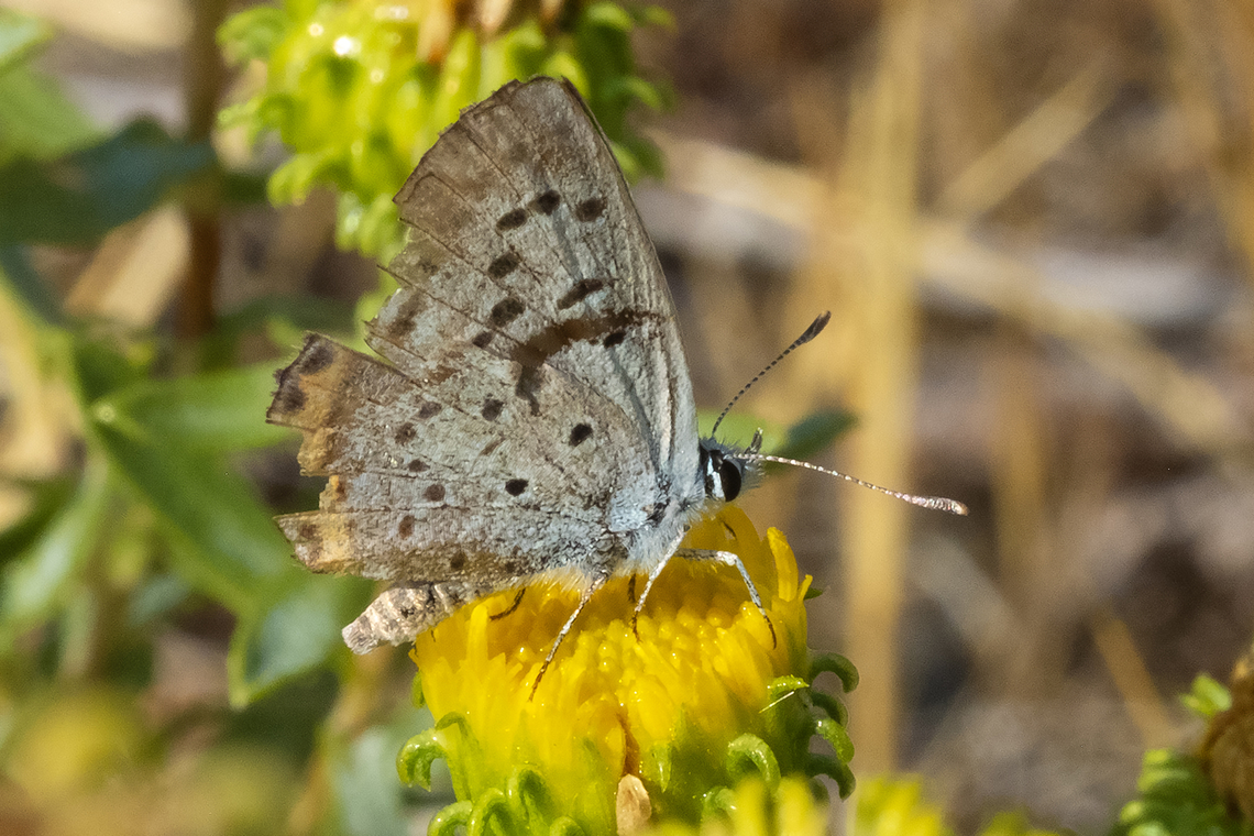 a rather beat up Acmon blue thanks to Ernst for the ID Acmon blue,Geotagged,Plebejus acmon,Summer,United States