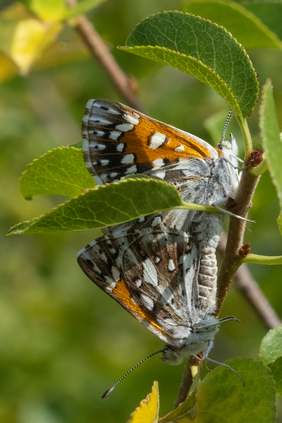 mating Mormon metalmark butterflies  Apodemia mormo,Geotagged,Mormon metalmark,Summer,United States
