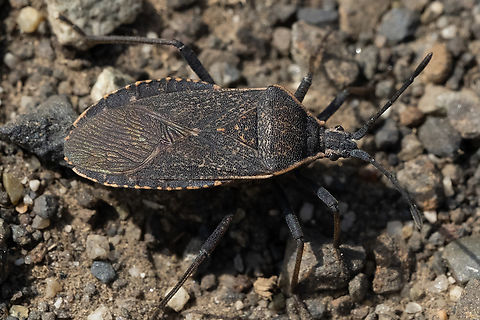 squash bug  Anasa tristis,Geotagged,Summer,United States