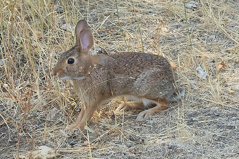 Nuttal's cottontail native to Washington Geotagged,Mountain cottontail,Summer,Sylvilagus nuttallii,United States