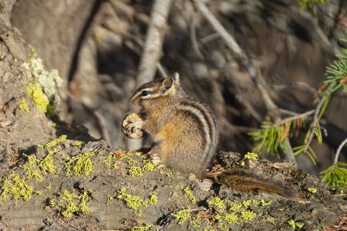 Least chipmunk  Fall,Geotagged,Least chipmunk,Neotamias minimus,United States